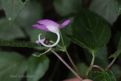 Impatiens cordata